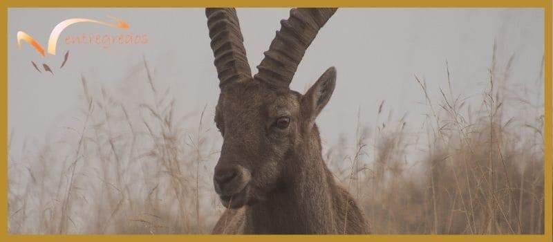 Fauna-en-sierra-de-Gredos