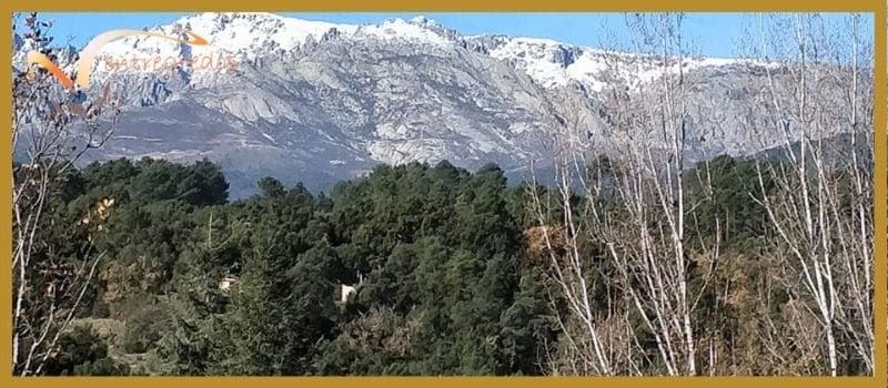 Flora-Sierra-de-Gredos